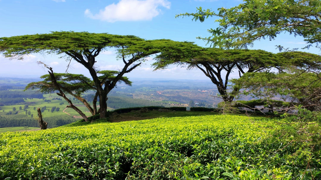 Ever wonder where Revolver sources its tea?