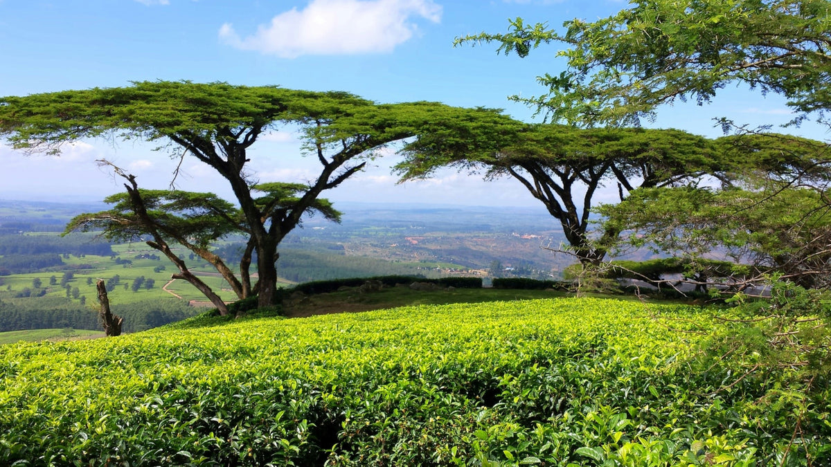 Ever wonder where Revolver sources its tea?
